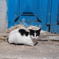 ファブリックコラージュパネル＊町角のねこ＊no.７ 7枚目の画像