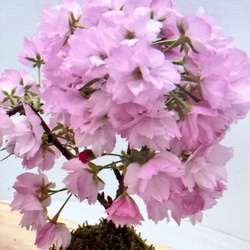 桜♪旭山桜♪アサヒヤマ♪お家でもお花見♪かわいい 1枚目の画像
