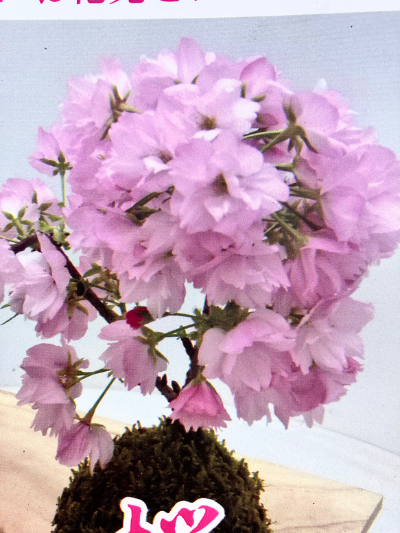 桜♪旭山桜♪アサヒヤマ♪お家でもお花見♪かわいい 1枚目の画像