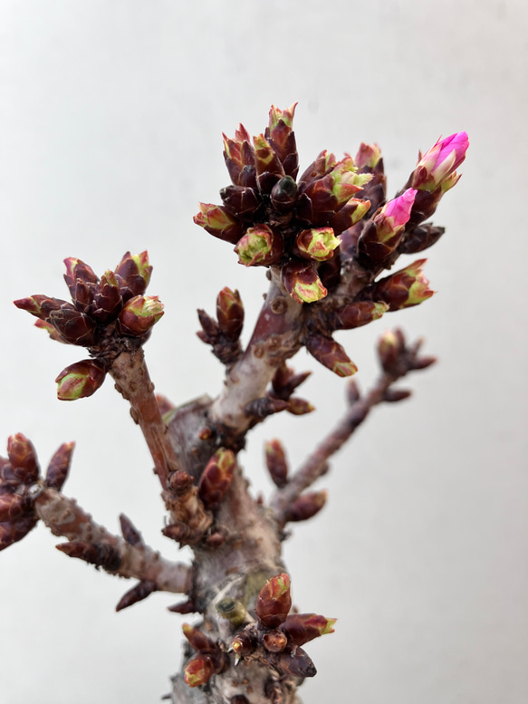 桜♪旭山桜♪アサヒヤマ♪お家でもお花見♪かわいい 3枚目の画像