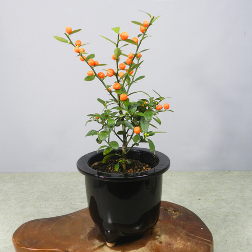 ☆ENGEI ichioki☆金豆・キンズ・小品盆栽・陶器鉢02◇実成樹種です