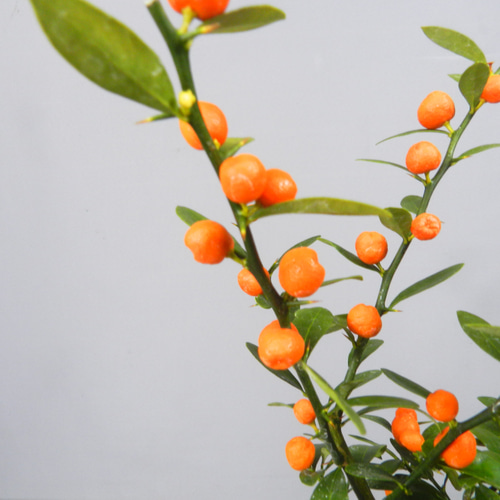 ☆ENGEI ichioki☆金豆・キンズ・小品盆栽・陶器鉢02◇実成樹種です