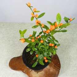 ☆ENGEI ichioki☆金豆・キンズ・小品盆栽・陶器鉢02◇実成樹種です