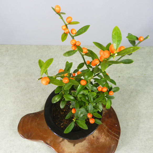 小品盆栽　金豆　キンズ 小品盆栽 金豆 キンズ