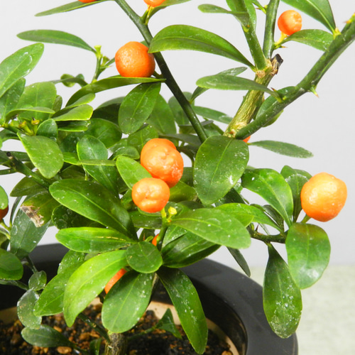 ☆ENGEI ichioki☆金豆・キンズ・小品盆栽・陶器鉢02◇実成樹種です