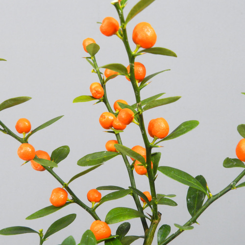 ☆ENGEI ichioki☆金豆・キンズ・小品盆栽・陶器鉢02◇実成樹種です