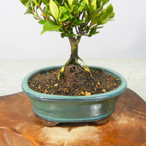 超特価激安の商品をすべて ☆ENGEI ichioki☆「クチナシ・一重花種」小品盆栽01◇形良好な 盆栽