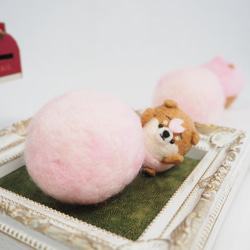 【受注製作】‐春限定‐桜パンツのまゆ柴犬の赤ちゃん(赤柴・黒柴・白柴)　羊毛フェルト 12枚目の画像