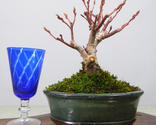 ☆ENGEI ichioki☆四万十猫柳・小品盆栽01◇形良好な小品盆栽です