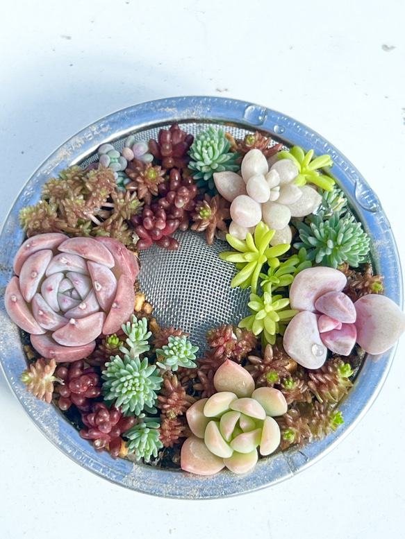 ミニ茶こしリース＊多肉植物＊このまま発送 多肉植物 ＊N＊ 通販