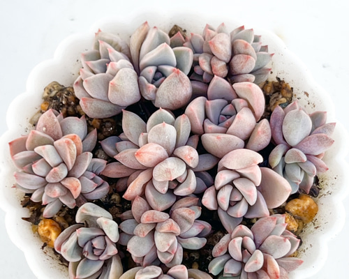 706110a2a7966718c7ec693ea46857