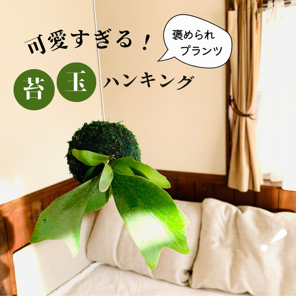 【再販】苔玉コウモリラン『アルシコルネ』観葉植物　インテリア　壁掛け 1枚目の画像