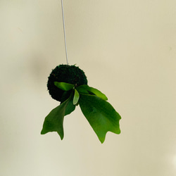 【再販】苔玉コウモリラン『アルシコルネ』観葉植物　インテリア　壁掛け 3枚目の画像