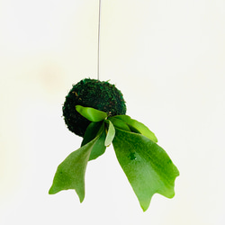 【再販】苔玉コウモリラン『アルシコルネ』観葉植物　インテリア　壁掛け 2枚目の画像