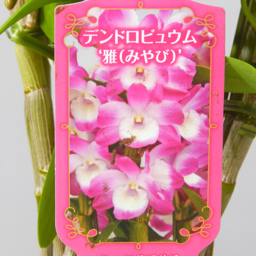 ☆ENGEI ichioki☆デンドロビュウム「雅・みやび」鉢花03◇可愛らしい