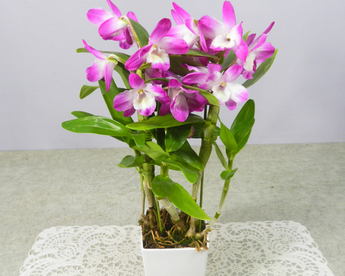 ☆ENGEI ichioki☆デンドロビュウム「雅・みやび」鉢花03◇可愛らしい