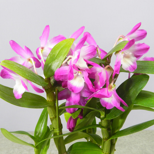 ☆ENGEI ichioki☆デンドロビュウム「雅・みやび」鉢花03◇可愛らしい