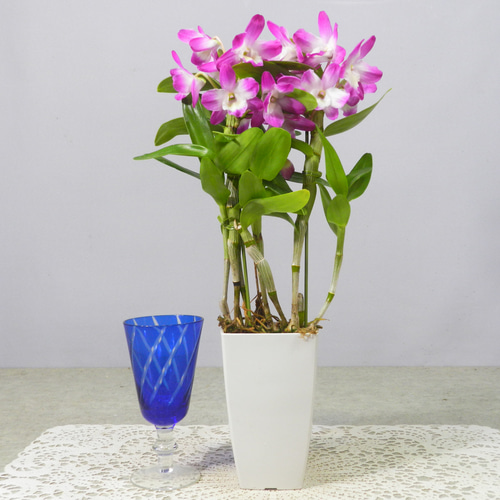 ☆ENGEI ichioki☆デンドロビュウム「雅・みやび」鉢花03◇可愛らしい