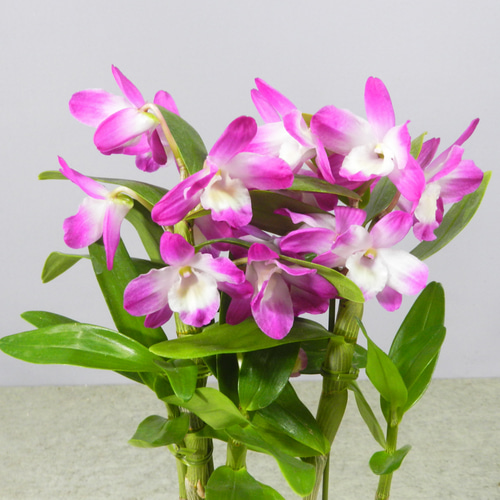 ☆ENGEI ichioki☆デンドロビュウム「雅・みやび」鉢花03◇可愛らしい