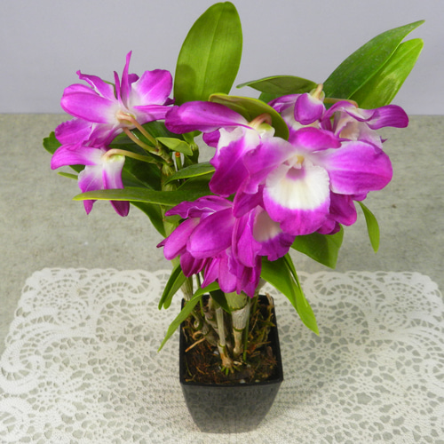 とも@プロフ必見　デンドロビウム Dendrobium funiformis [ デンドロビウム・フニフォルミス