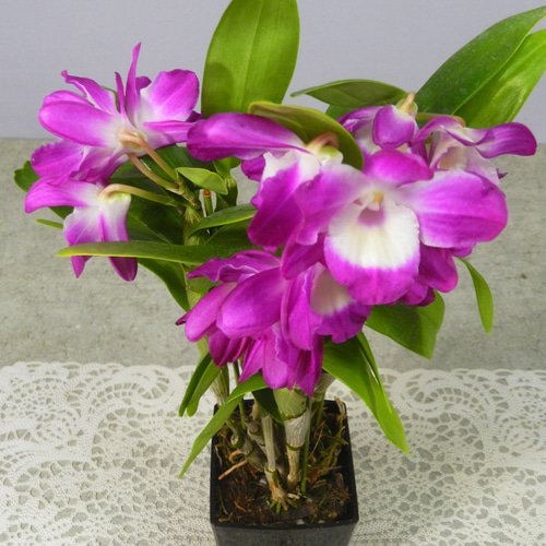 お値下げ　FUTUR 大デンドロビュウム　イタリア製　花瓶アートフラワー アートフラワー 花瓶付き WH | TWO-ONE STYLEネット