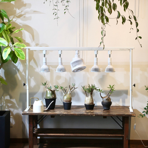 育成ライトが取付可、ライトレールスタンド 植物棚 アガベ 塊根