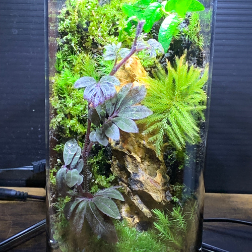 No.84 苔アート テラリウム イモリウム カエルリウム ソラナムウレア