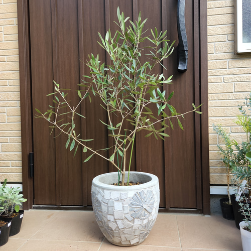 オリーブの木 ネバディロブランコ テラコッタ鉢植え 苗 シンボル