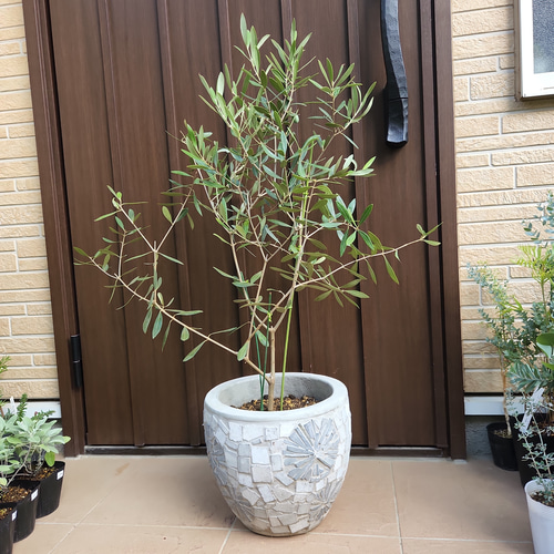 お洒落鉢植え♪大きめ オリーブの木 ネバディロブランコ