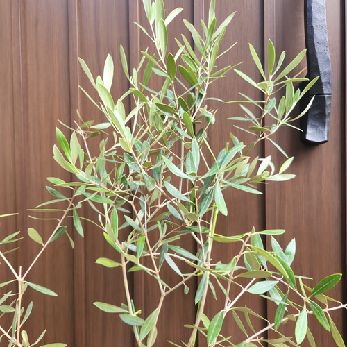 大きめ♪オリーブの木 ネバディロブランコ 大型お洒落鉢植え 苗