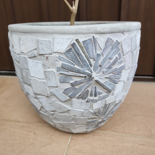 大きめ♪オリーブの木 ネバディロブランコ 大型お洒落鉢植え 苗