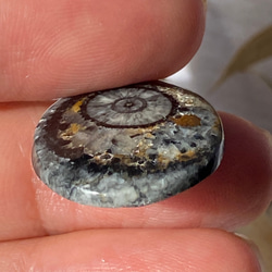 オルソセラスの化石：和名「直角貝」のスライス ルース 01 天然石 天然色 8枚目の画像