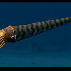 オルソセラスの化石：和名「直角貝」のスライス ルース 01 天然石 天然色 18枚目の画像