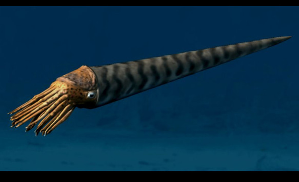 オルソセラスの化石：和名「直角貝」のスライス ルース 01 天然石 天然色 18枚目の画像