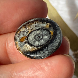オルソセラスの化石：和名「直角貝」のスライス ルース 01 天然石 天然色 4枚目の画像