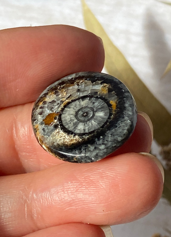 オルソセラスの化石：和名「直角貝」のスライス ルース 01 天然石 天然色 4枚目の画像