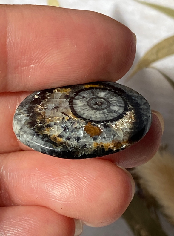 オルソセラスの化石：和名「直角貝」のスライス ルース 01 天然石 天然色 10枚目の画像