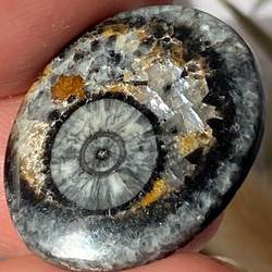 オルソセラスの化石：和名「直角貝」のスライス ルース 01 天然石 天然色 13枚目の画像