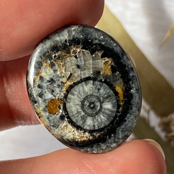 オルソセラスの化石：和名「直角貝」のスライス ルース 01 天然石 天然色 3枚目の画像