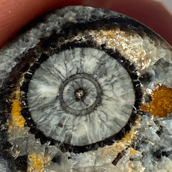 オルソセラスの化石：和名「直角貝」のスライス ルース 01 天然石 天然色 17枚目の画像