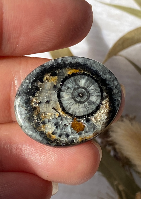 オルソセラスの化石：和名「直角貝」のスライス ルース 01 天然石 天然色 9枚目の画像