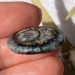 オルソセラスの化石：和名「直角貝」のスライス ルース 01 天然石 天然色 6枚目の画像