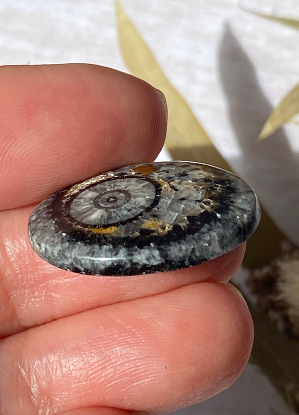 オルソセラスの化石：和名「直角貝」のスライス ルース 01 天然石 天然色 6枚目の画像