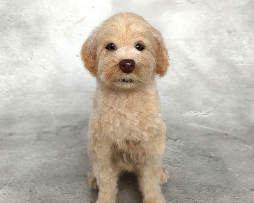 羊毛フェルト　犬　オーストラリアンドゥードゥル 羊毛フェルトのミニチュアわんちゃん🐶 オーダー受付中です
