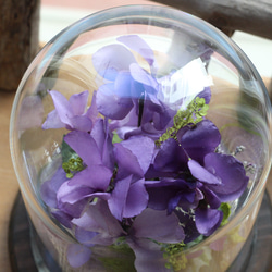 ❤ボトルフラワー・紫のシクラメン【セレナーディア】・ドライフラワー/誕生日・お見舞い・結婚祝い・記念日・母の日 3枚目の画像