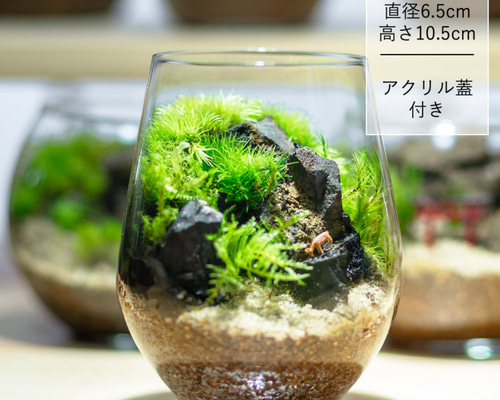 苔アート‼️両側から見れる60㎝苔リューム‼️1点物‼️送料