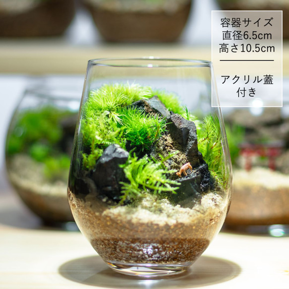 256 苔アート 苔テラリウム ジュエルオーキッド 完成品