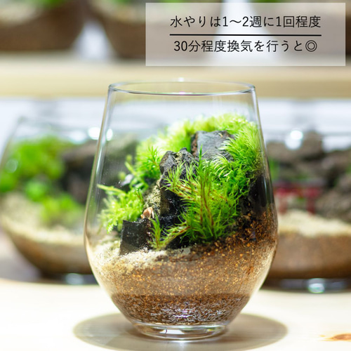 1点もの】苔アート【苔テラリウム・テラリウム・苔・インテリア