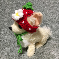 超小型犬用帽子・チワワ用❤️苺の帽子 3枚目の画像