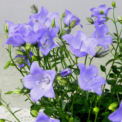 ★ENGEI ichioki★カンパニュラ「メリーベル」鉢花◆春先から初秋まで花が咲きます◆ 9枚目の画像
